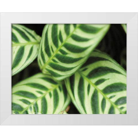 Springtime I White Modern Wood Framed Art Print by Ryan, Cinzia