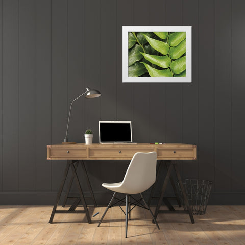 Springtime III White Modern Wood Framed Art Print by Ryan, Cinzia