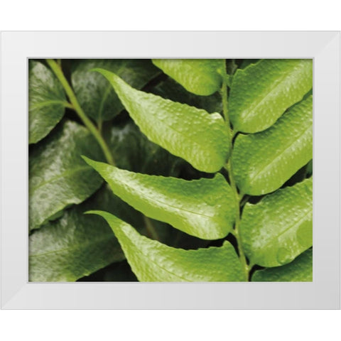 Springtime III White Modern Wood Framed Art Print by Ryan, Cinzia