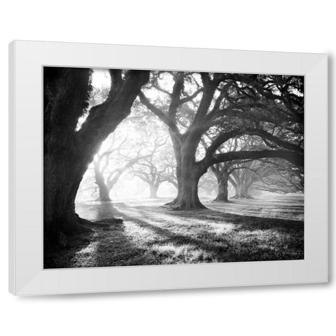 Oak Alley, Light and Shadows White Modern Wood Framed Art Print by Guion, William