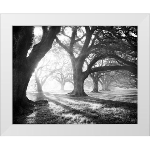 Oak Alley, Light and Shadows White Modern Wood Framed Art Print by Guion, William