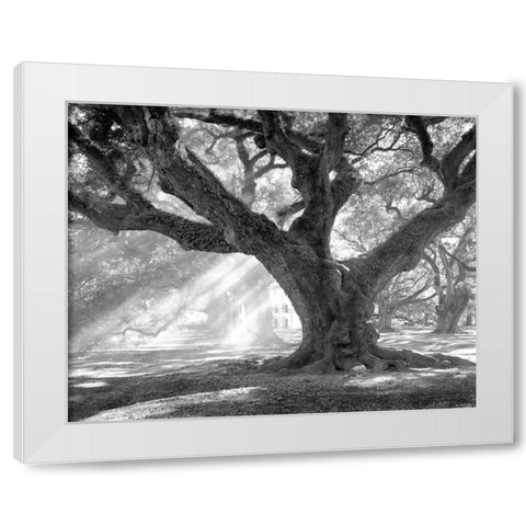 Andrew Oak - Afternoon Light White Modern Wood Framed Art Print by Guion, William