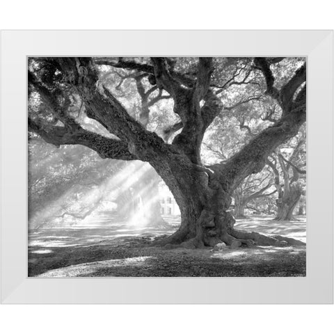 Andrew Oak - Afternoon Light White Modern Wood Framed Art Print by Guion, William