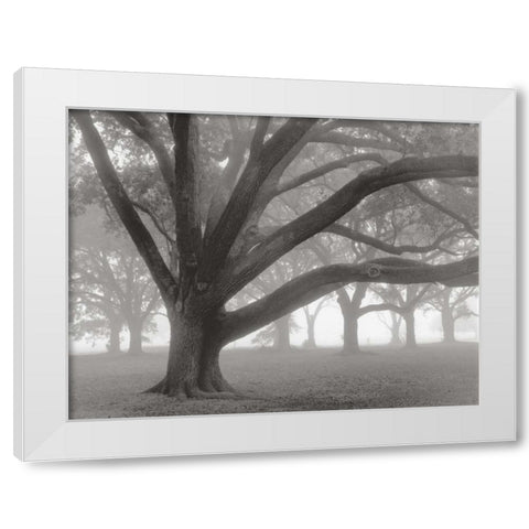 Oak Grove in Fog White Modern Wood Framed Art Print by Guion, William