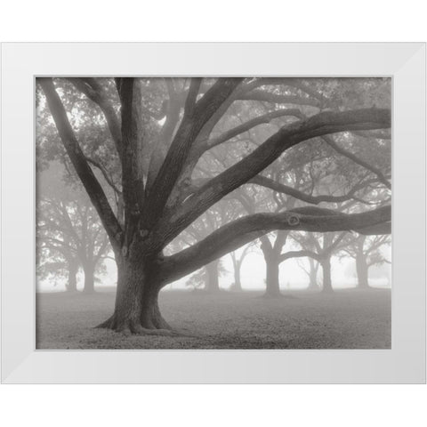 Oak Grove in Fog White Modern Wood Framed Art Print by Guion, William