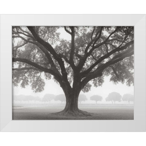 Silhouette Oak White Modern Wood Framed Art Print by Guion, William