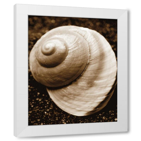 Sea Gallery II White Modern Wood Framed Art Print by Maihara/Watt, Jeff/Boyce