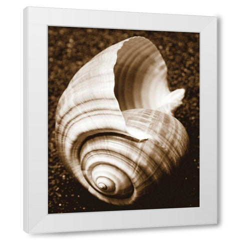 Sea Gallery IV White Modern Wood Framed Art Print by Maihara/Watt, Jeff/Boyce