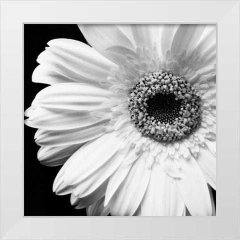 Sunburst I White Modern Wood Framed Art Print by Maihara/Watt, Jeff/Boyce