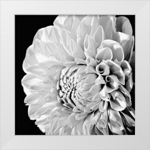 Sunburst II White Modern Wood Framed Art Print by Maihara/Watt, Jeff/Boyce