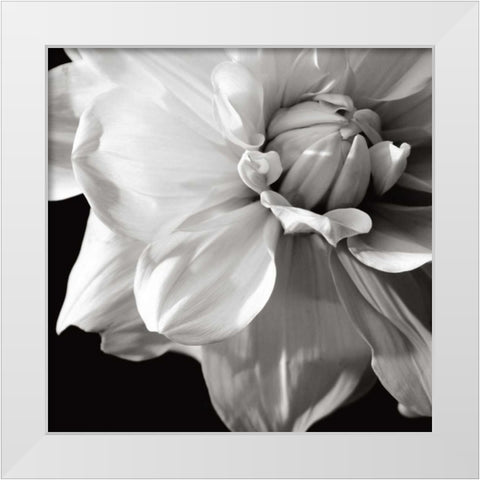 Sunburst III White Modern Wood Framed Art Print by Maihara/Watt, Jeff/Boyce