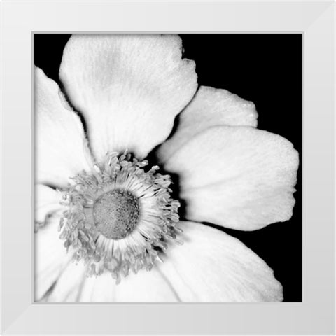 Sunburst IV White Modern Wood Framed Art Print by Maihara/Watt, Jeff/Boyce