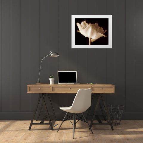 Champagne Tulip IV White Modern Wood Framed Art Print by Britt, Charles
