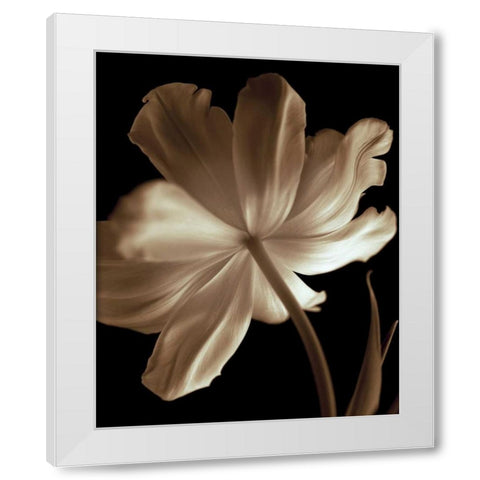 Champagne Tulip II White Modern Wood Framed Art Print by Britt, Charles