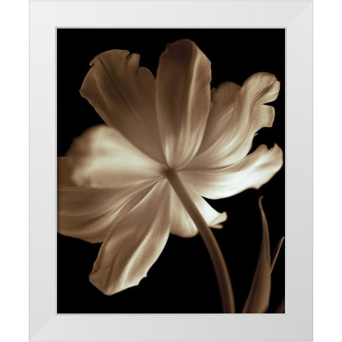 Champagne Tulip II White Modern Wood Framed Art Print by Britt, Charles