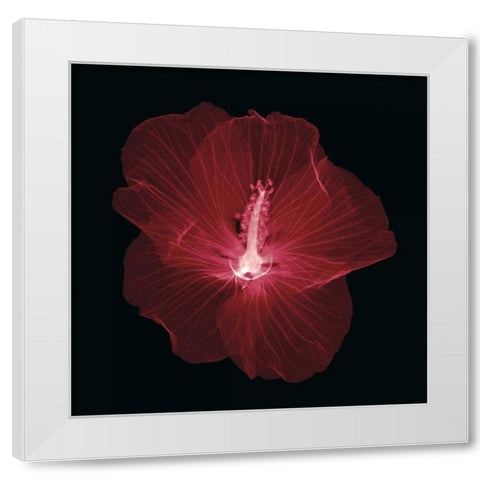 Hibiscus White Modern Wood Framed Art Print by Wehtje, Jim