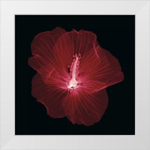 Hibiscus White Modern Wood Framed Art Print by Wehtje, Jim