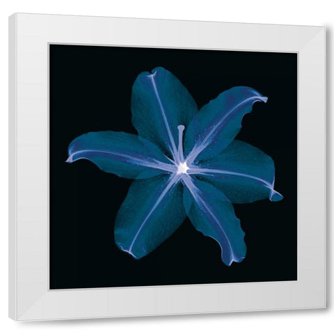Lily White Modern Wood Framed Art Print by Wehtje, Jim
