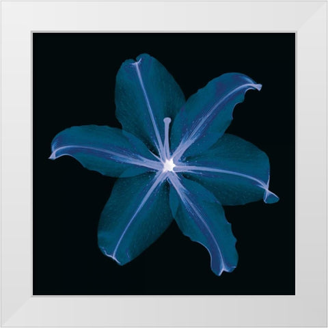Lily White Modern Wood Framed Art Print by Wehtje, Jim