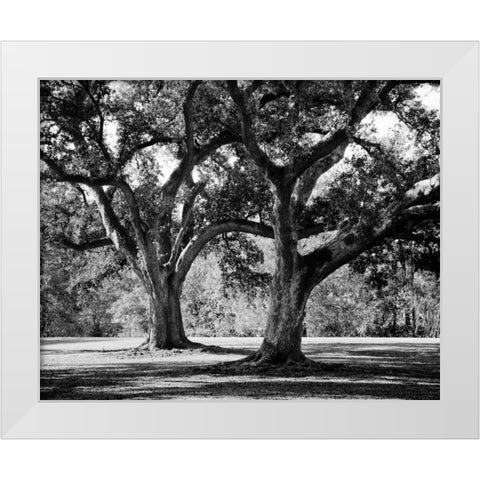 Oak Grove I White Modern Wood Framed Art Print by Maihara/Watt, Jeff/Boyce