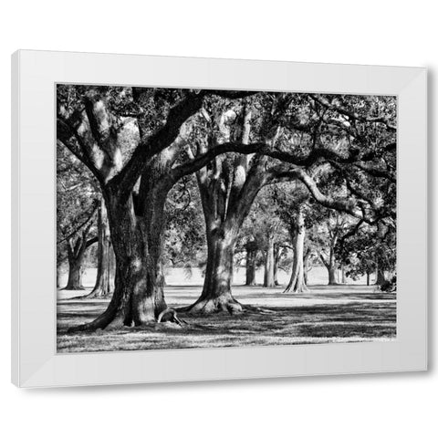Oak Grove II White Modern Wood Framed Art Print by Maihara/Watt, Jeff/Boyce