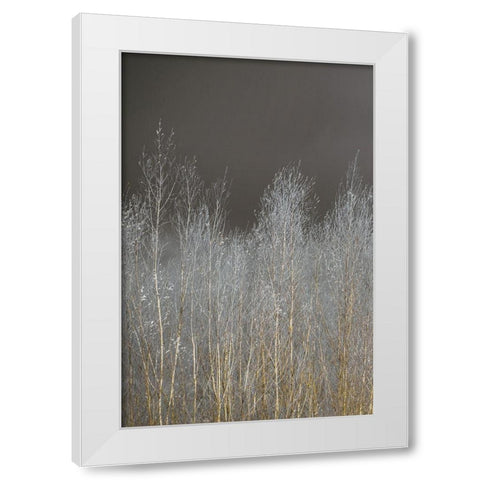Silver Forest I White Modern Wood Framed Art Print by Frank, Assaf