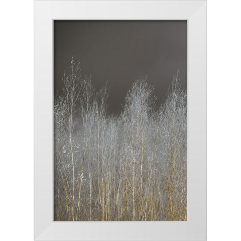 Silver Forest I White Modern Wood Framed Art Print by Frank, Assaf
