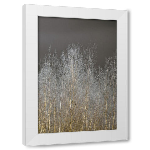 Silver Forest III White Modern Wood Framed Art Print by Frank, Assaf
