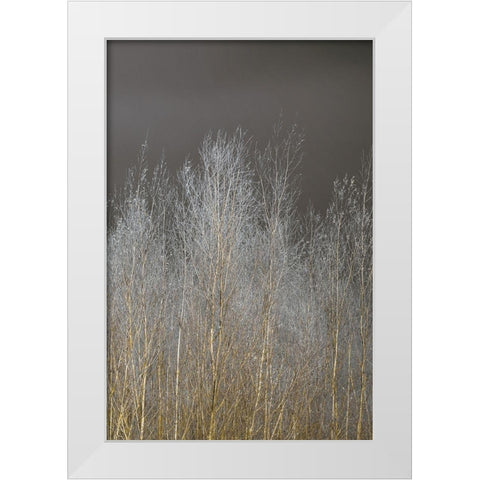 Silver Forest III White Modern Wood Framed Art Print by Frank, Assaf