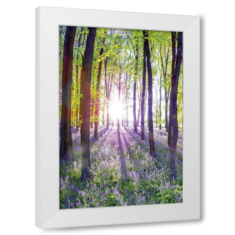 Bluebells and Sunrise I White Modern Wood Framed Art Print by Frank, Assaf
