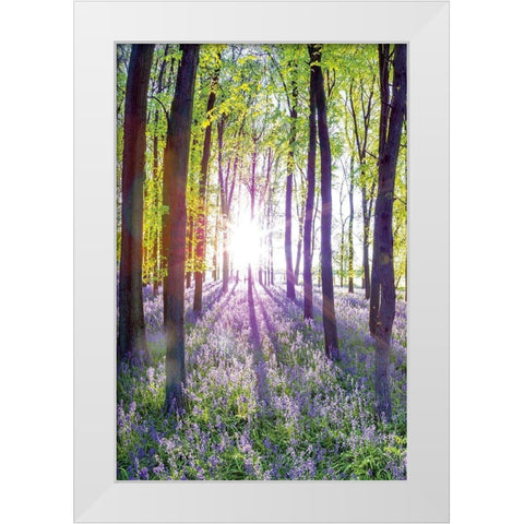 Bluebells and Sunrise I White Modern Wood Framed Art Print by Frank, Assaf