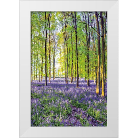 Bluebells and Sunrise III White Modern Wood Framed Art Print by Frank, Assaf