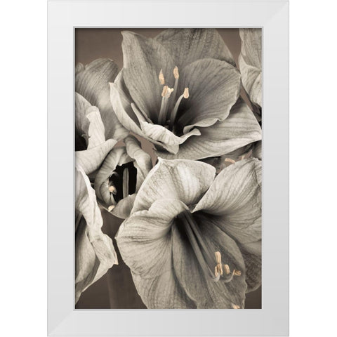 Grand Floral II White Modern Wood Framed Art Print by Frank, Assaf