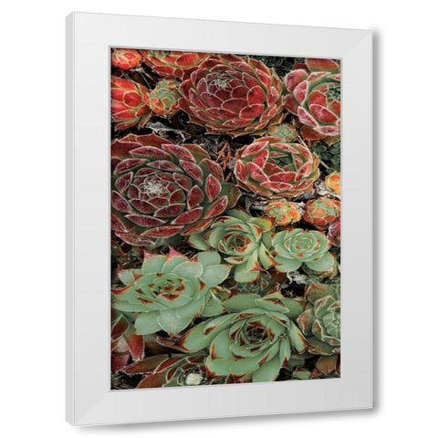 Succulent Collection I White Modern Wood Framed Art Print by Frates, Dennis