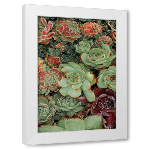 Succulent Collection II White Modern Wood Framed Art Print by Frates, Dennis
