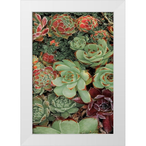Succulent Collection II White Modern Wood Framed Art Print by Frates, Dennis
