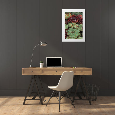 Succulent Collection III White Modern Wood Framed Art Print by Frates, Dennis
