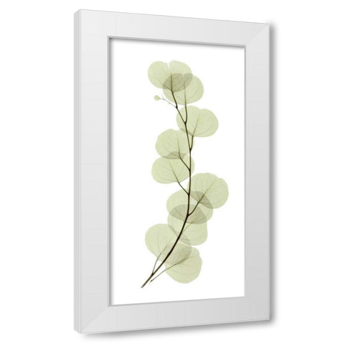 Eucalyptus White Modern Wood Framed Art Print by ACEE