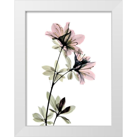 Azalea White Modern Wood Framed Art Print by ACEE