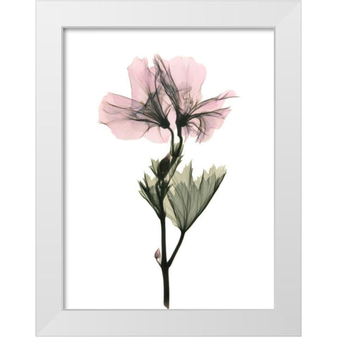 Geranium White Modern Wood Framed Art Print by ACEE