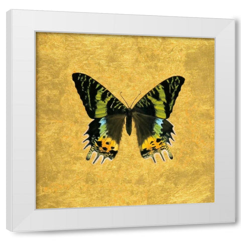 Butterfly on Gold White Modern Wood Framed Art Print by Charlotte, Joanna