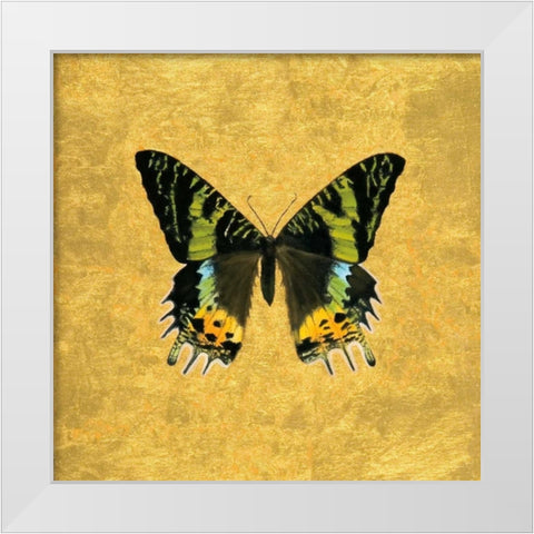 Butterfly on Gold White Modern Wood Framed Art Print by Charlotte, Joanna