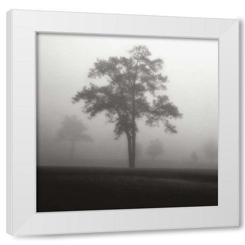 Fog Tree Study I White Modern Wood Framed Art Print by Cook, Jamie
