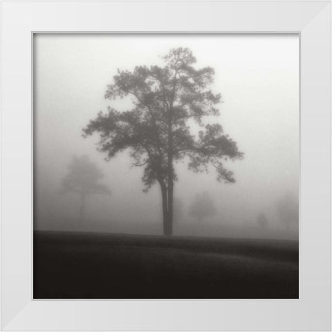 Fog Tree Study I White Modern Wood Framed Art Print by Cook, Jamie