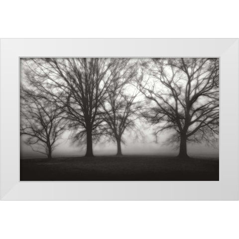 Fog Tree Study IV White Modern Wood Framed Art Print by Cook, Jamie