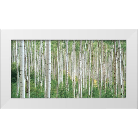 Early Autumn Aspens White Modern Wood Framed Art Print by Frates, Dennis