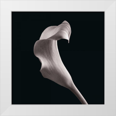 Lilies White Modern Wood Framed Art Print by Faragher, Michael