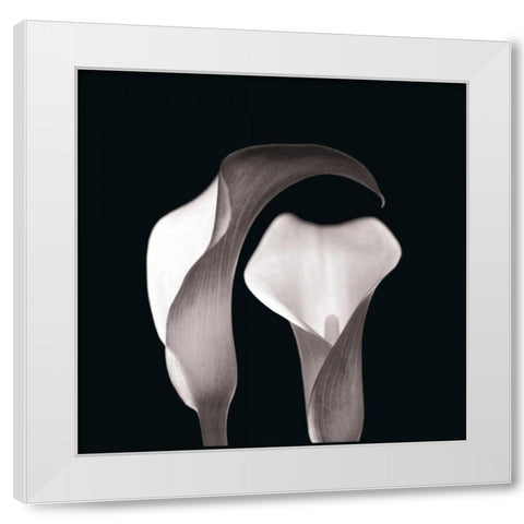 Lilies White Modern Wood Framed Art Print by Faragher, Michael