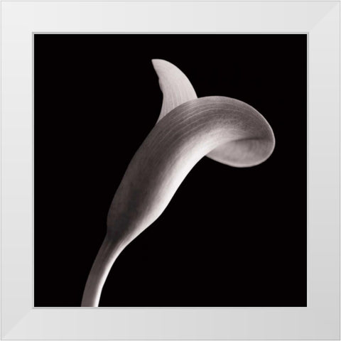 Lilies White Modern Wood Framed Art Print by Faragher, Michael