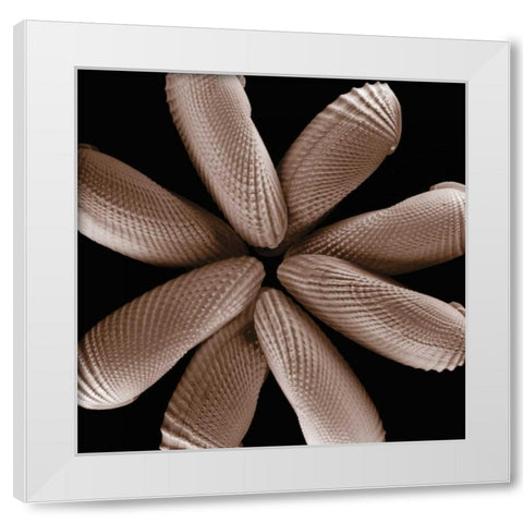 Convergence White Modern Wood Framed Art Print by Faragher, Michael